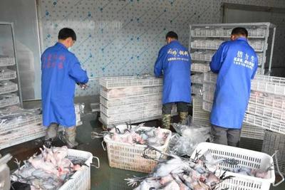 崇仁縣打響麻雞產業保衛戰 助推農產品雙戰雙贏