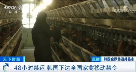 危機警報升至“嚴重”！高致病性禽流感疫情再現，韓國緊急撲殺40萬只家禽