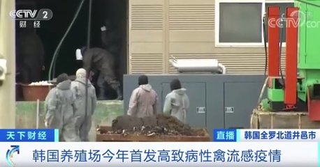 韓國禽流感疫情升級 40萬只家禽遭撲殺，家禽銷售市場面臨挑戰