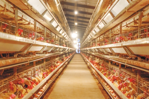 智能工廠“慧”養雞 數智化賦能家禽產業新變革