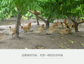 鹿邑農家散養土雞蛋——天然健康的農產品選擇