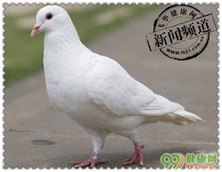 H7N9來襲 7招幫你預(yù)防春季流感，從農(nóng)產(chǎn)品入手守健康