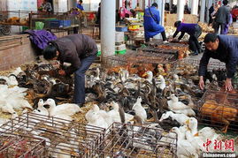 直擊浙江 科學(xué)救治人感染H7N9禽流感，守護(hù)農(nóng)產(chǎn)品安全鏈