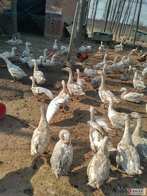 李進士堂韓樓 優質綠化苗木與散養家禽的一站式采購地