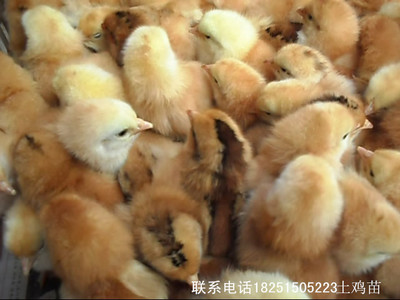 江蘇百正孵化場 專業供應優質鵝苗鴨苗，全國發貨，品種齊全