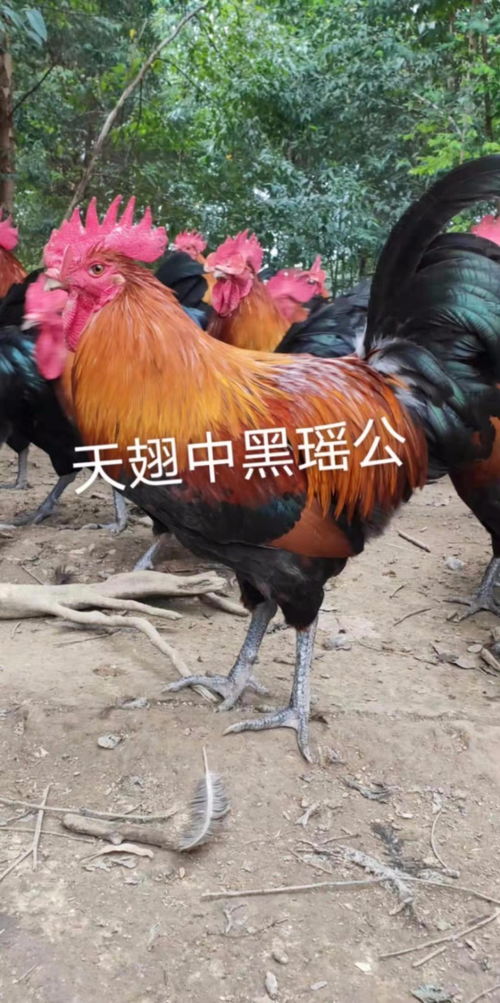 萬源雞苗孵化廠 技術與品質并重，打造優質農產品產業鏈