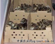 掘金云南山雞養殖新藍海 攜手昆明東之林，共拓畜牧家禽代理新篇章