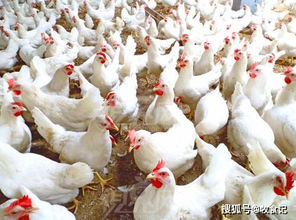 一月家禽微利時代 銷量高漲，利潤率存隱憂——25家公司月度銷售反饋分析