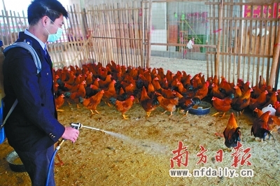 市民淡定應對市場波動，家禽銷售總體穩定