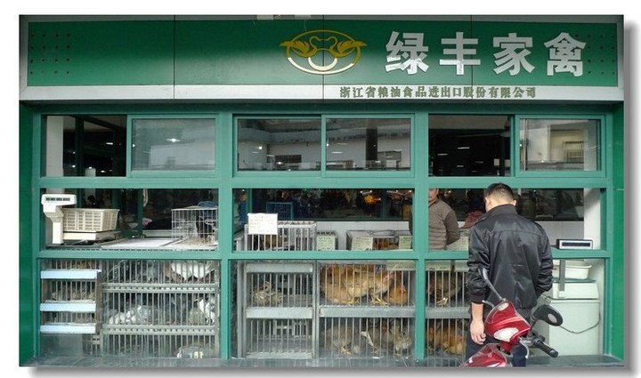 市井煙火中的生命交響 浙江漢一農貿市場的家禽銷售紀實
