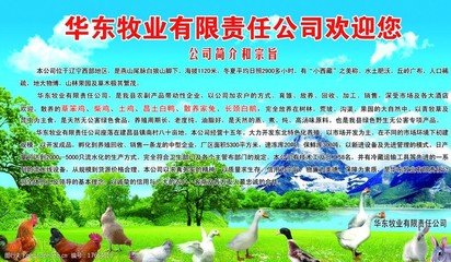打造吸睛家禽廣告門頭 提升銷售的視覺策略