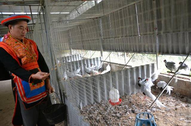 珍禽“白鷴”在廣西金秀大瑤山馴養繁衍成功，家禽銷售前景廣闊